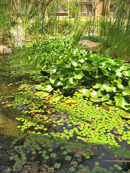 A 282 Alice Springs - Dans le jardin de l'hotel.jpg